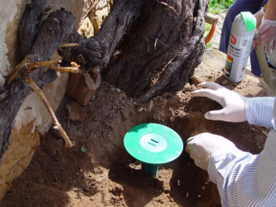 barrera quimica para termitas